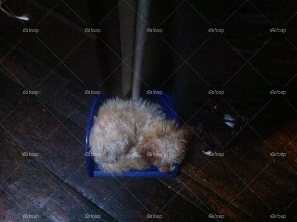 Puppy in a dustpan . Took this of my puppy