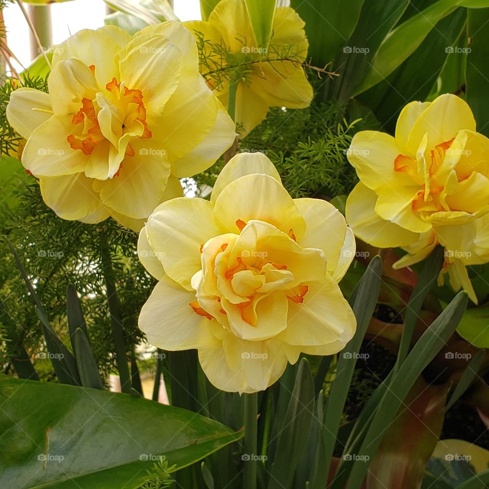 Flowers Yellow 2