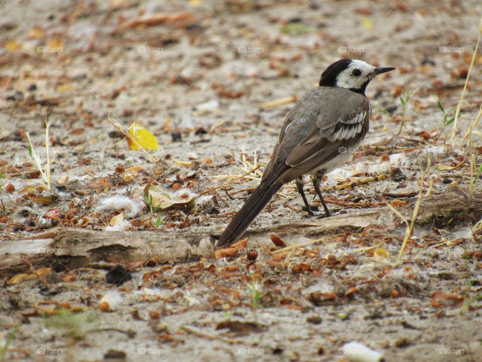 white wagtail