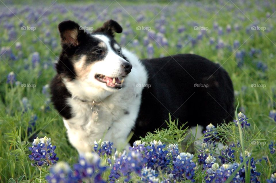 Sheltie in bluebonnets