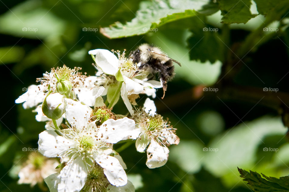 Bee on BlackBerry Blooms