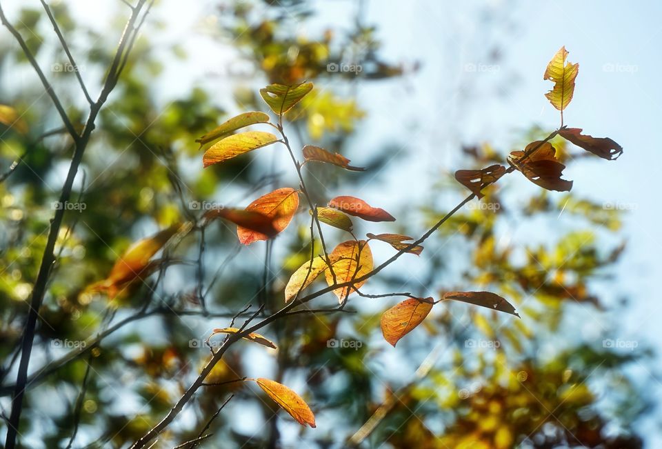 autumn's colors