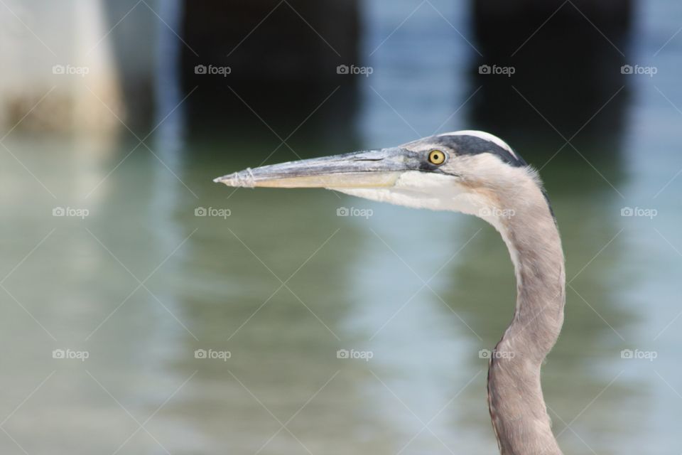 Close up of grey heron