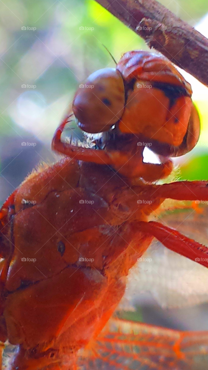 "Orange Dragonfly Macro"