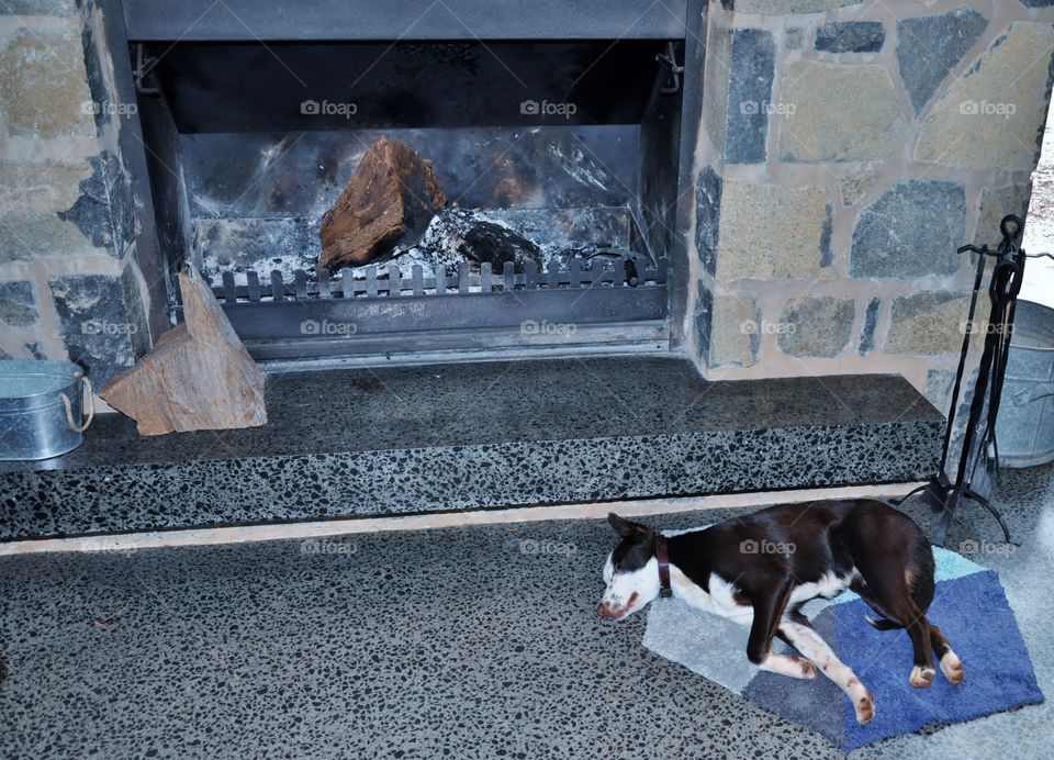 Sleeping by the fireplace on a chilly afternoon