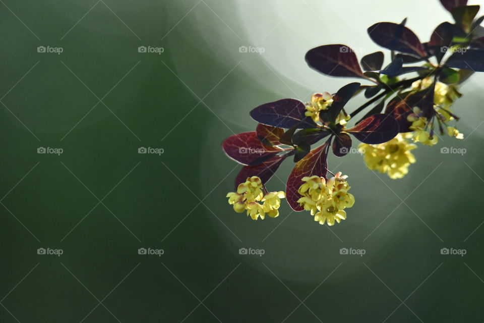 Colores Primaverales
Spring Colors