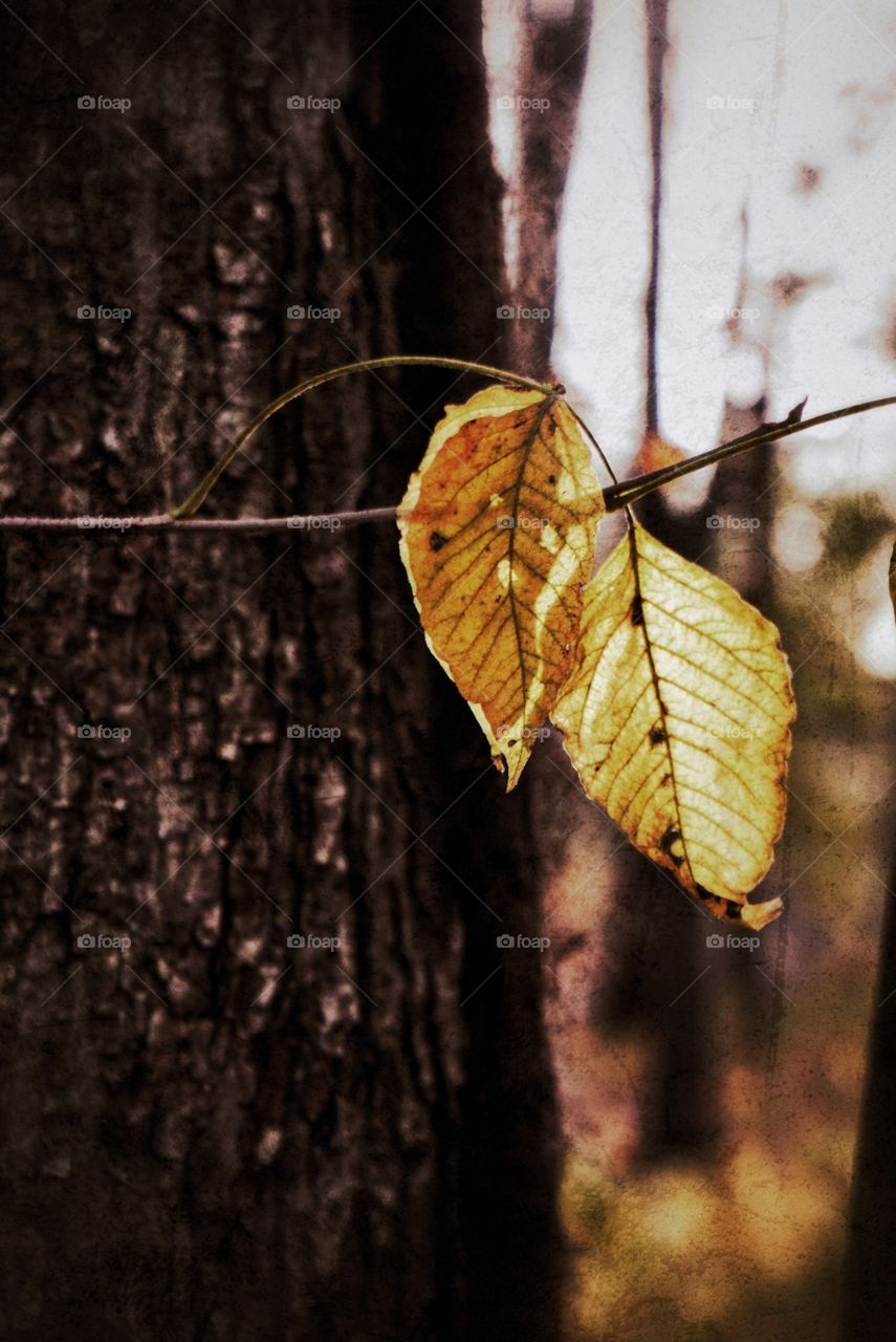 Colorful Leaves in the Fall 