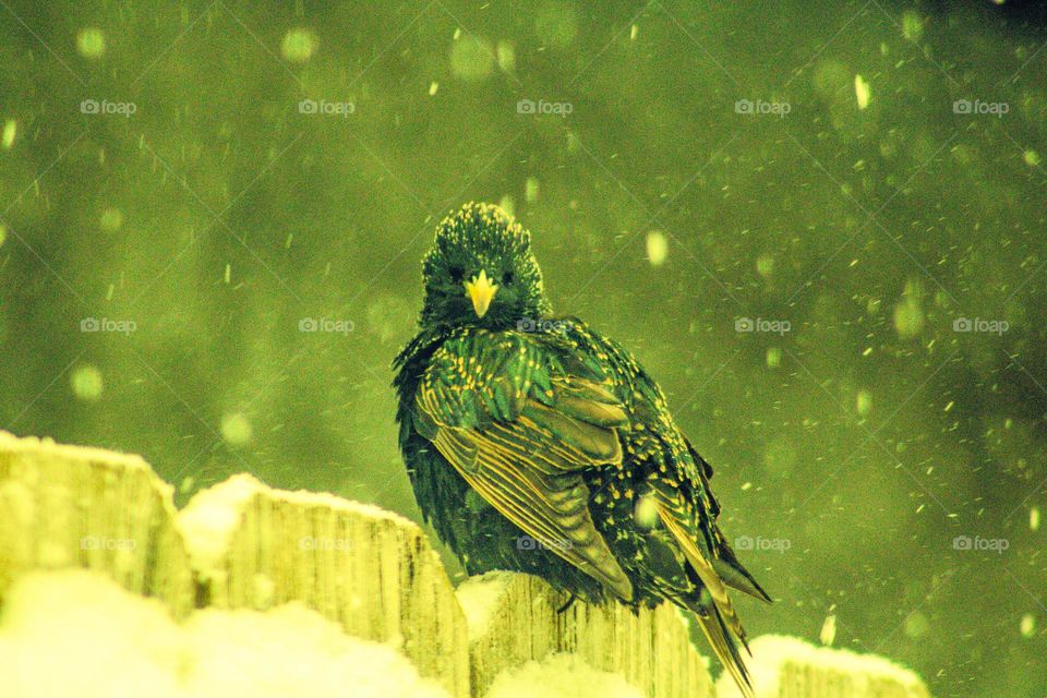 blue and brown bird sitting on a snow covered fence having a staring contest with the camera during a snowstorm