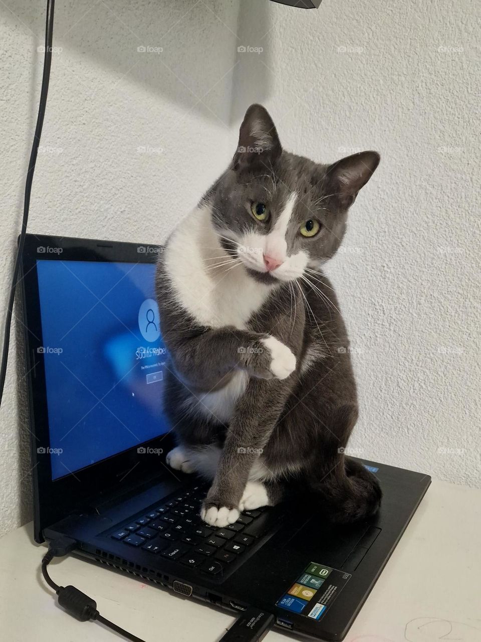 felix the cat surprised that I caught him on the laptop