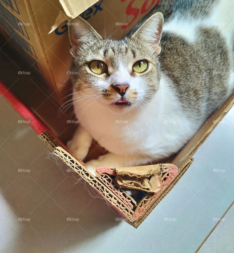How cats love cardboard boxes! Being able to enjoy the morning sun inside a box is what they love the most, and it still looks cute sticking out their tongue.
