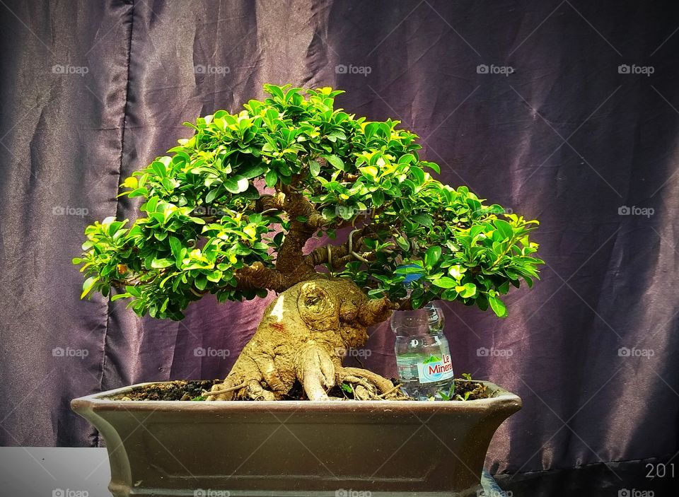 Bonsai reflects consistency and persistence