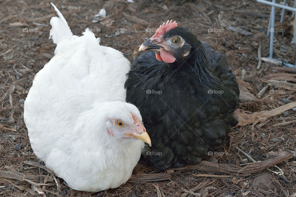 Two black and white chicken's sitting side by side