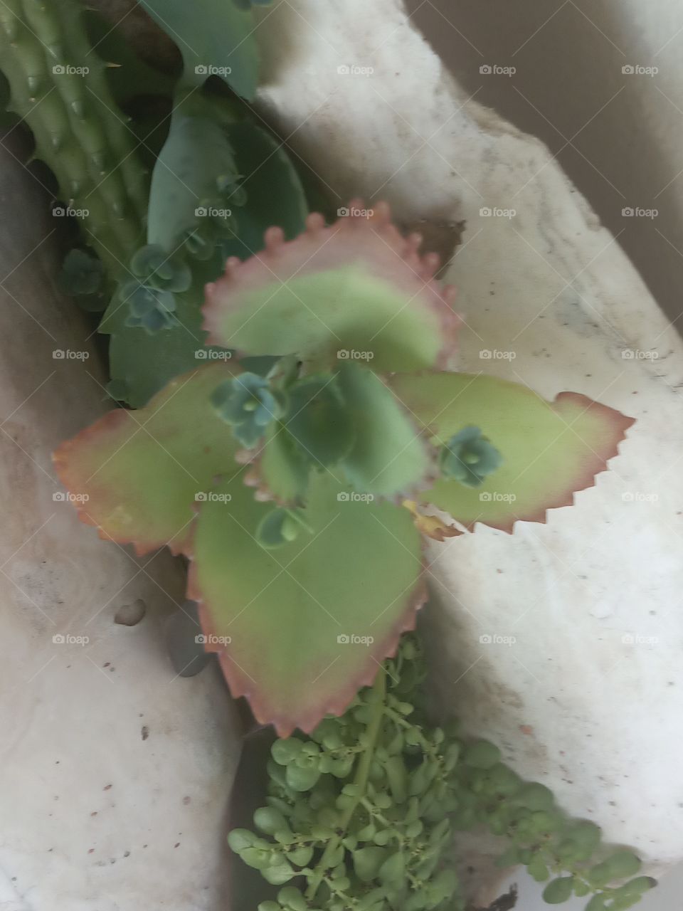 red edge leaf of life