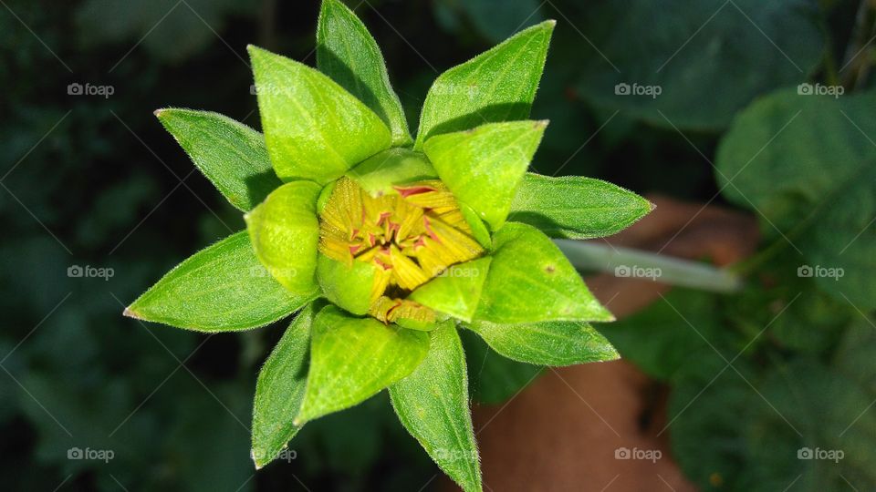 Front photo of a beautiful bud. 
Buds may be specialized to develop flowers or short shoots, or may have the potential for general shoot development. The term bud is also used in zoology, where it refers to an outgrowth from the body which can develop into a new individual.