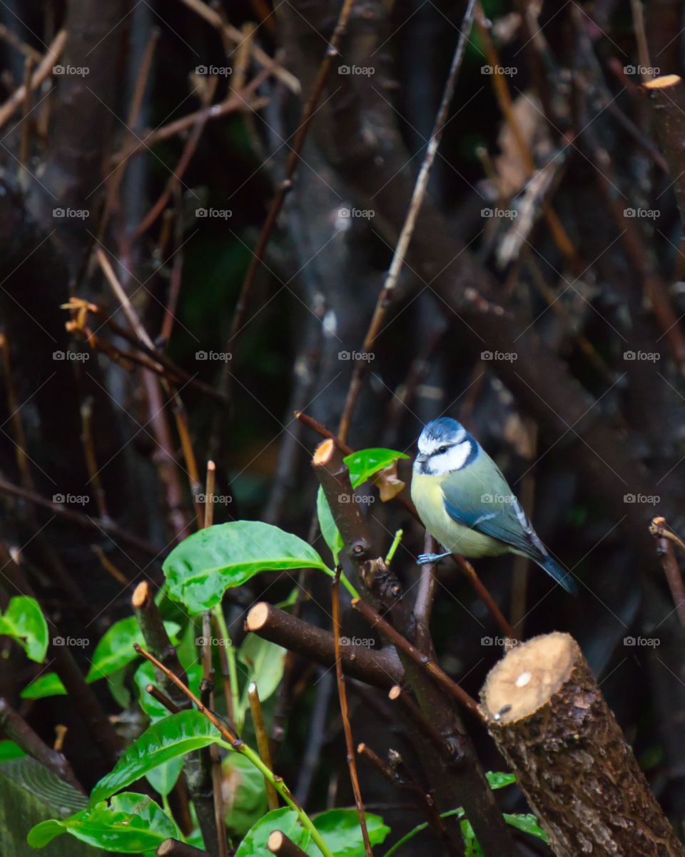 bluetit in autumn
