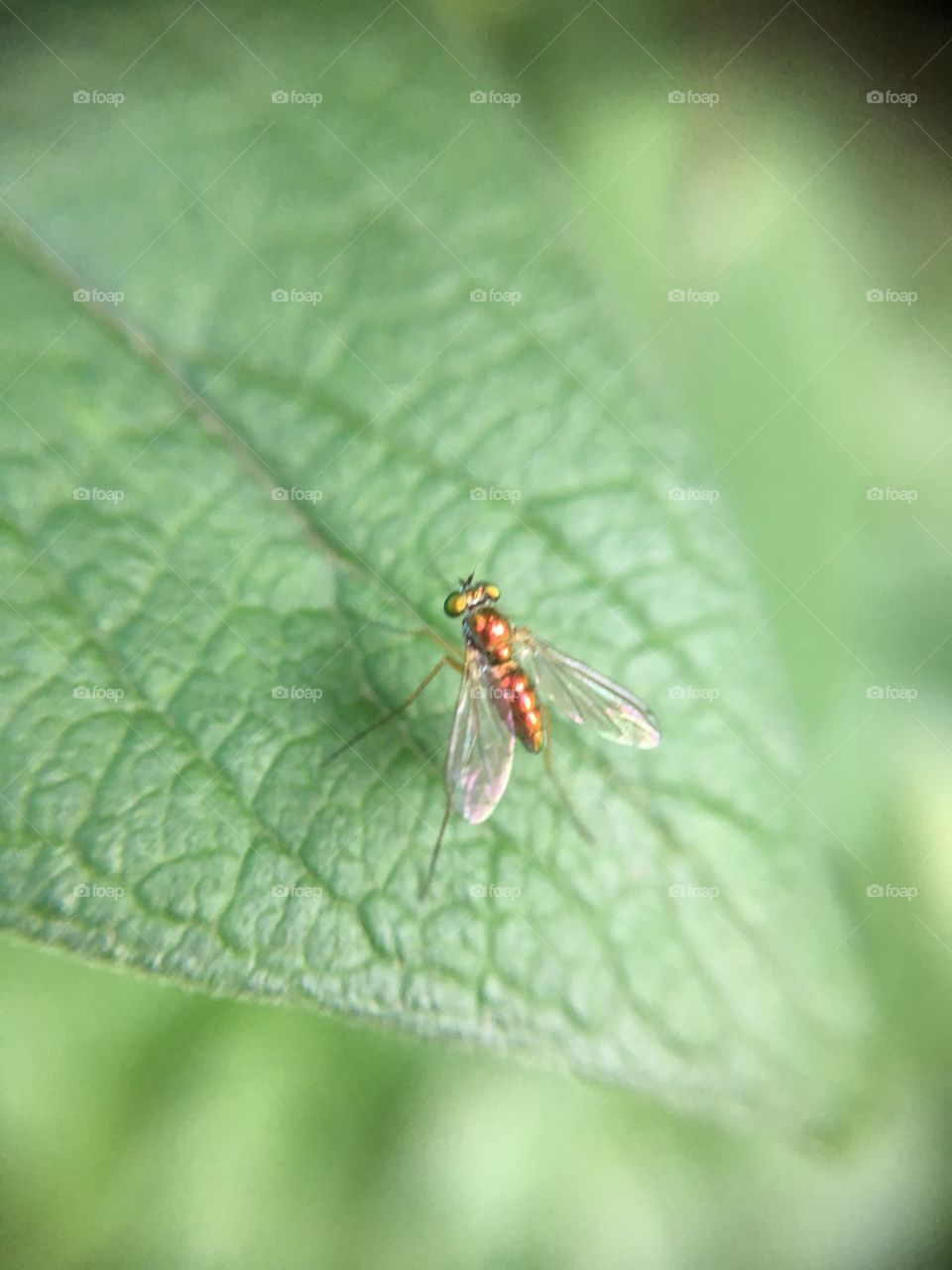 Tiny scintillating  fly in sunshine