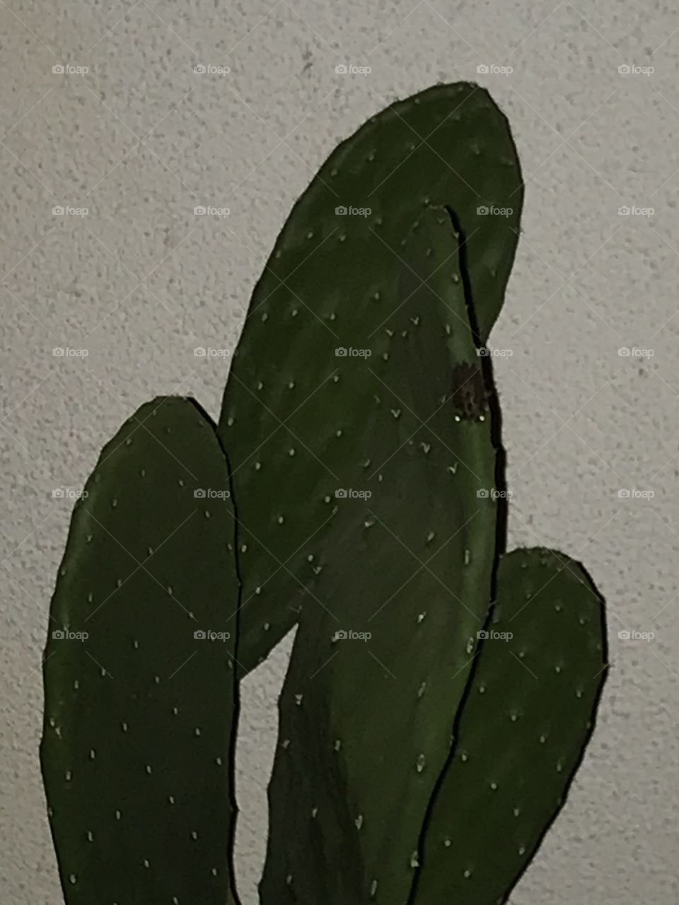 Cactus in the night.