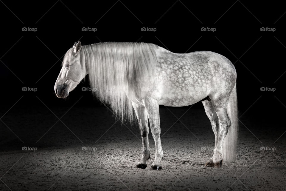 Grey PRE (Andalusian) horse on black