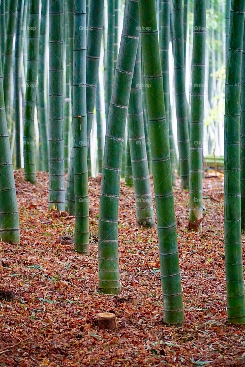 Bamboo groove arashiyama forest