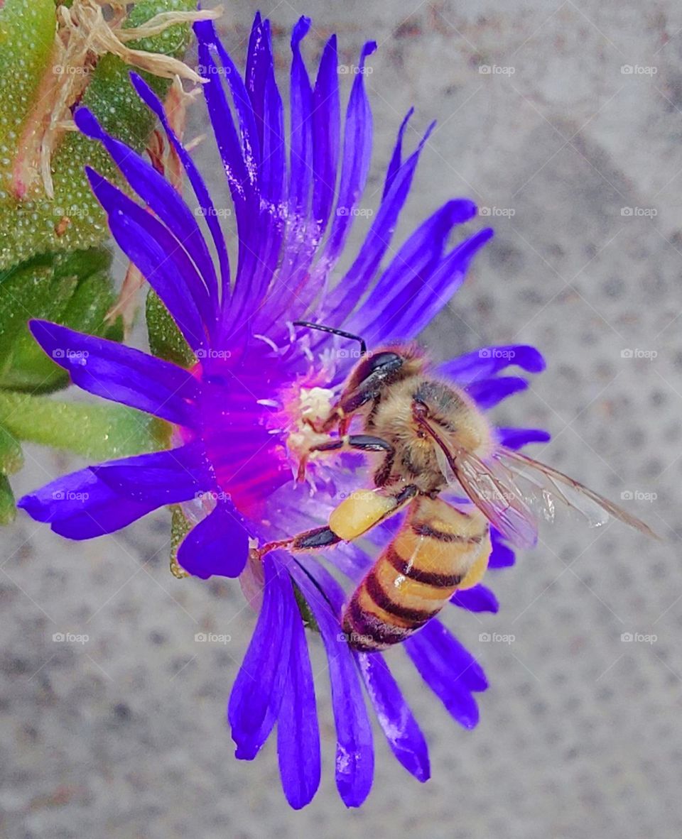 Honey bee filter edit