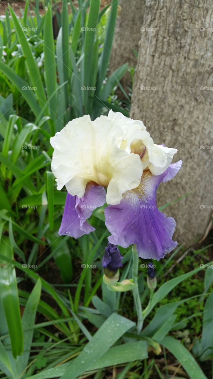 Purple and iris . unusual