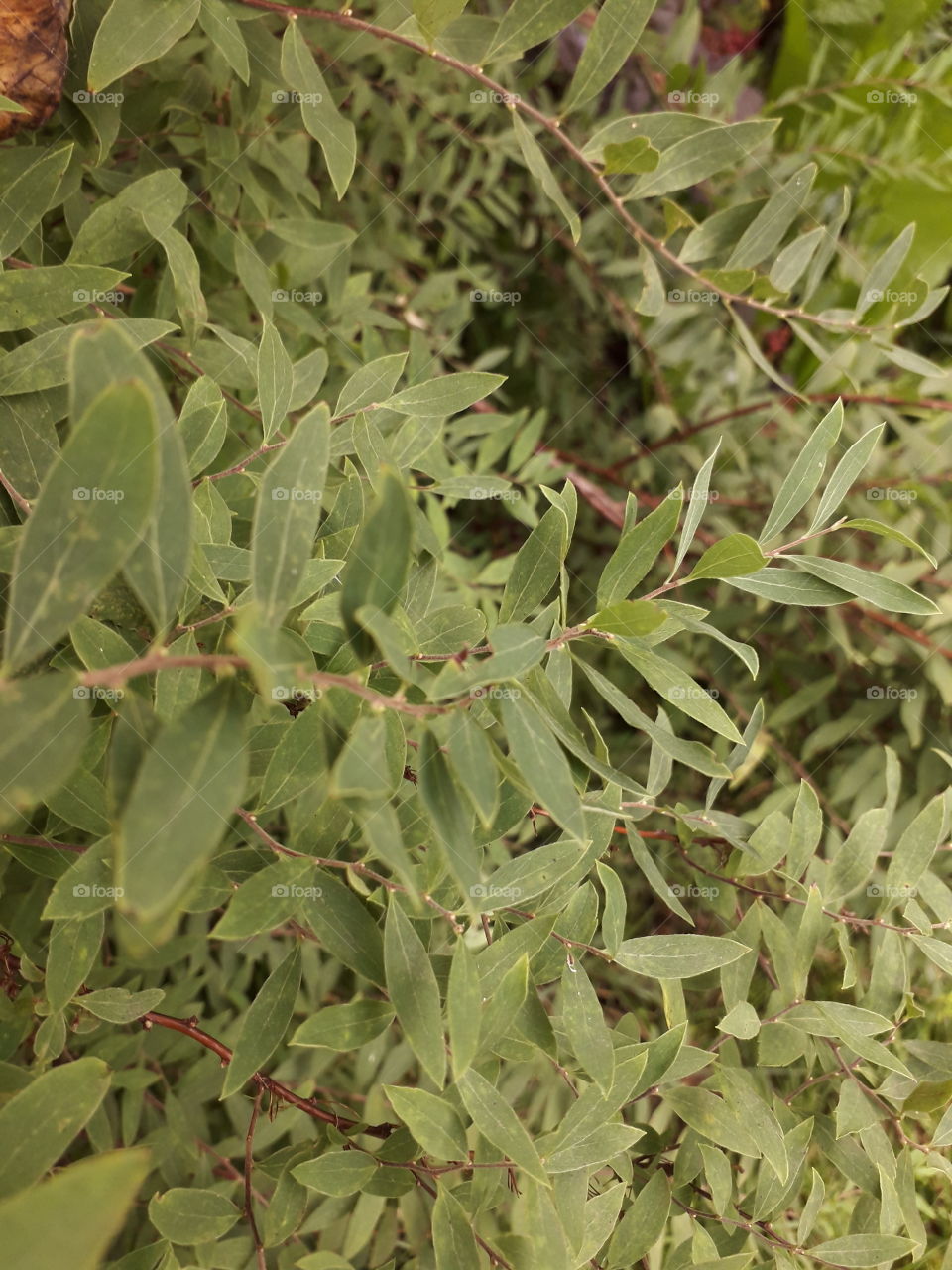 willow leaves