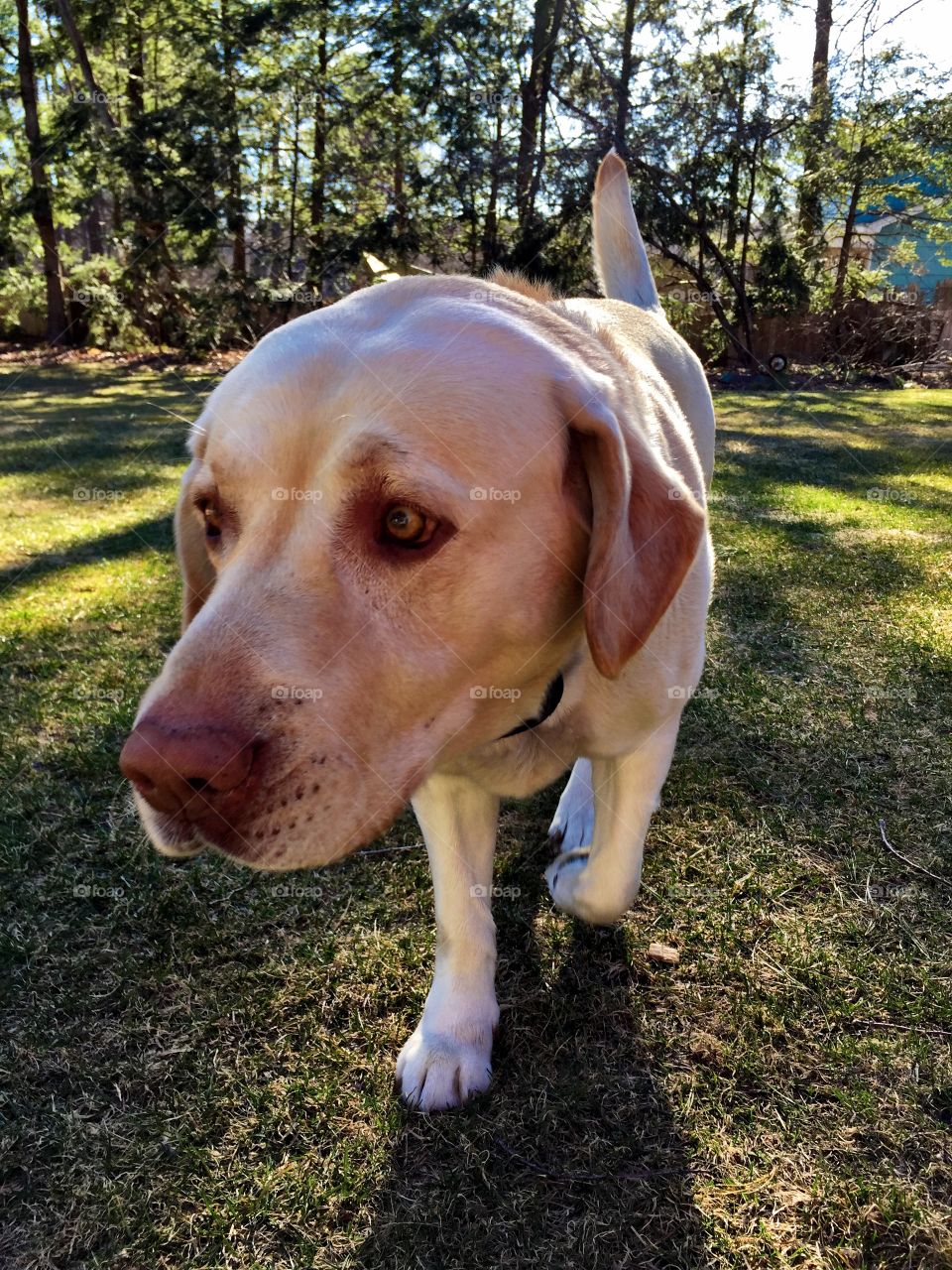 Portrait of a Yellow Lab