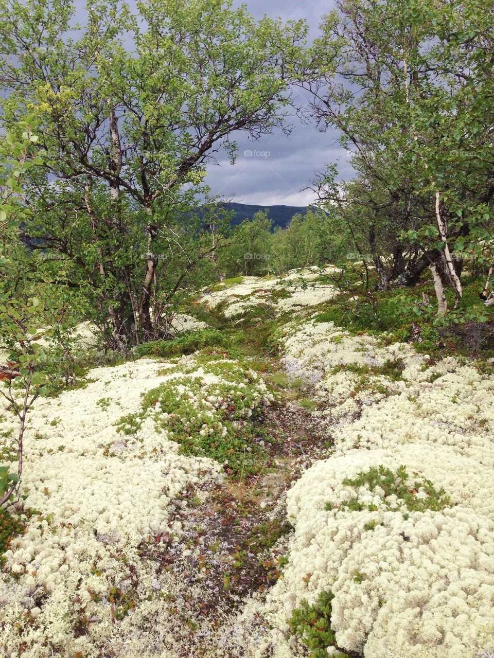 A path in the moutainforest