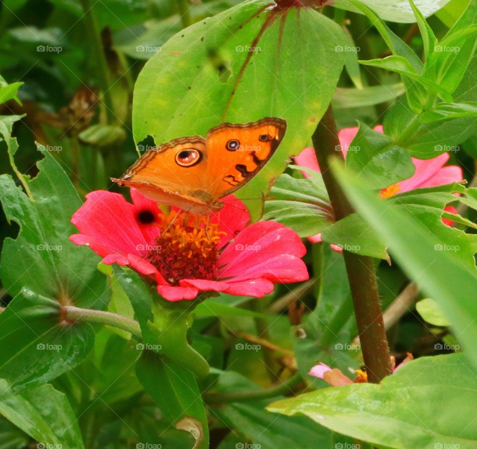 Flower with butterfly