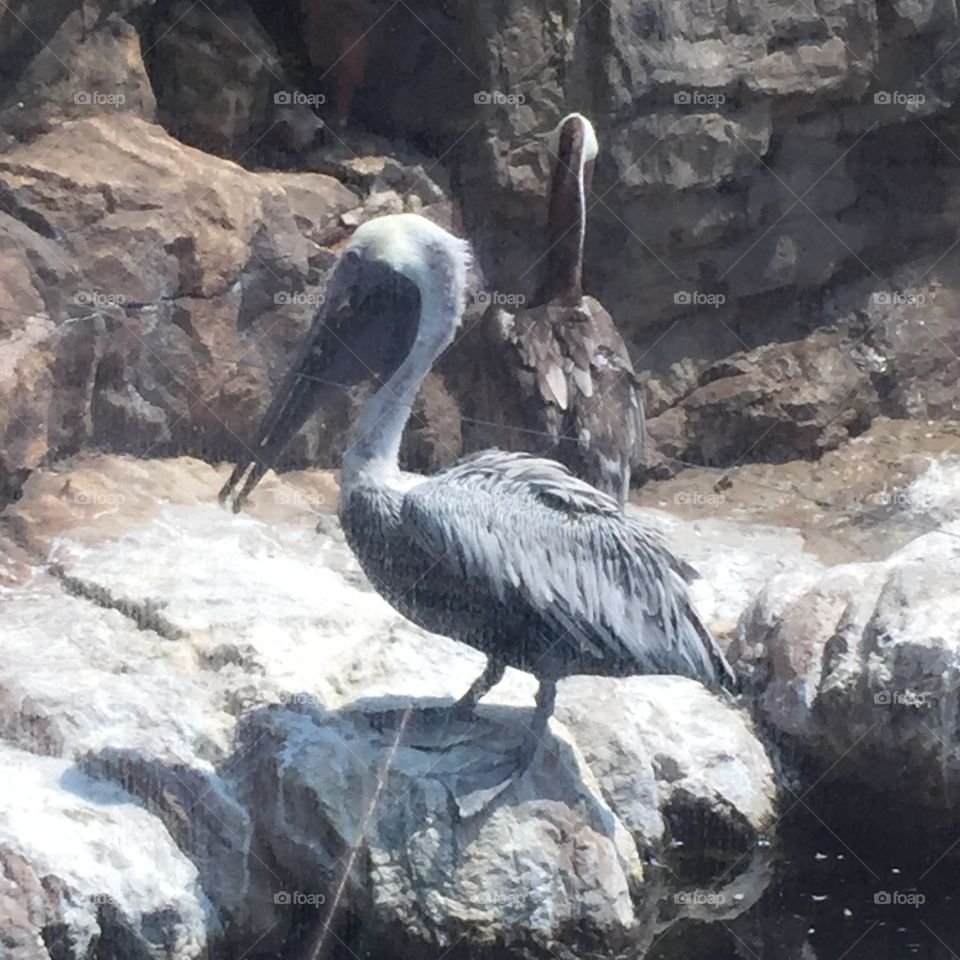 Pelican life