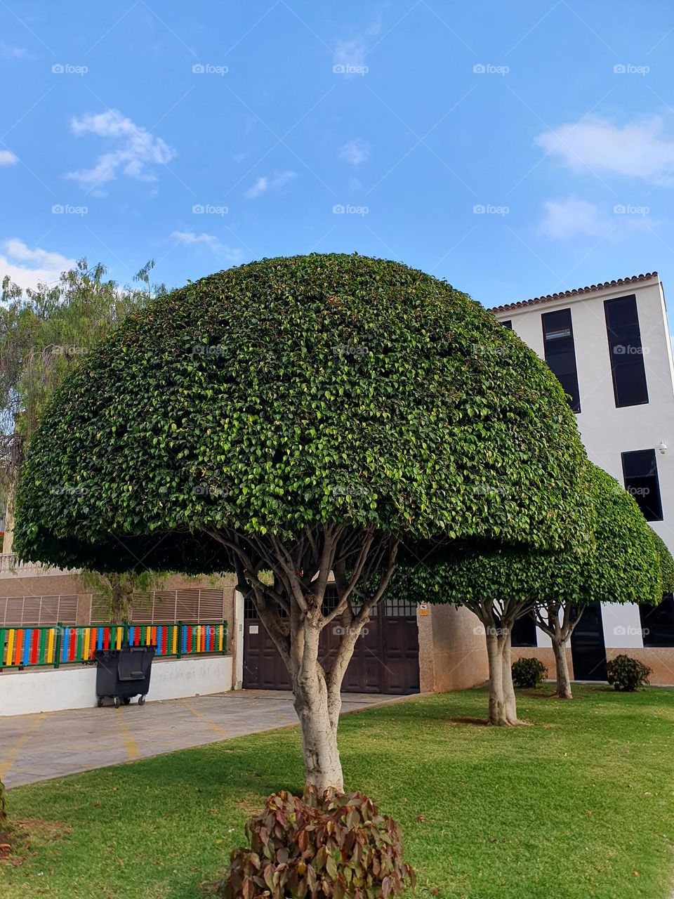 trimmed trees in pretty shape