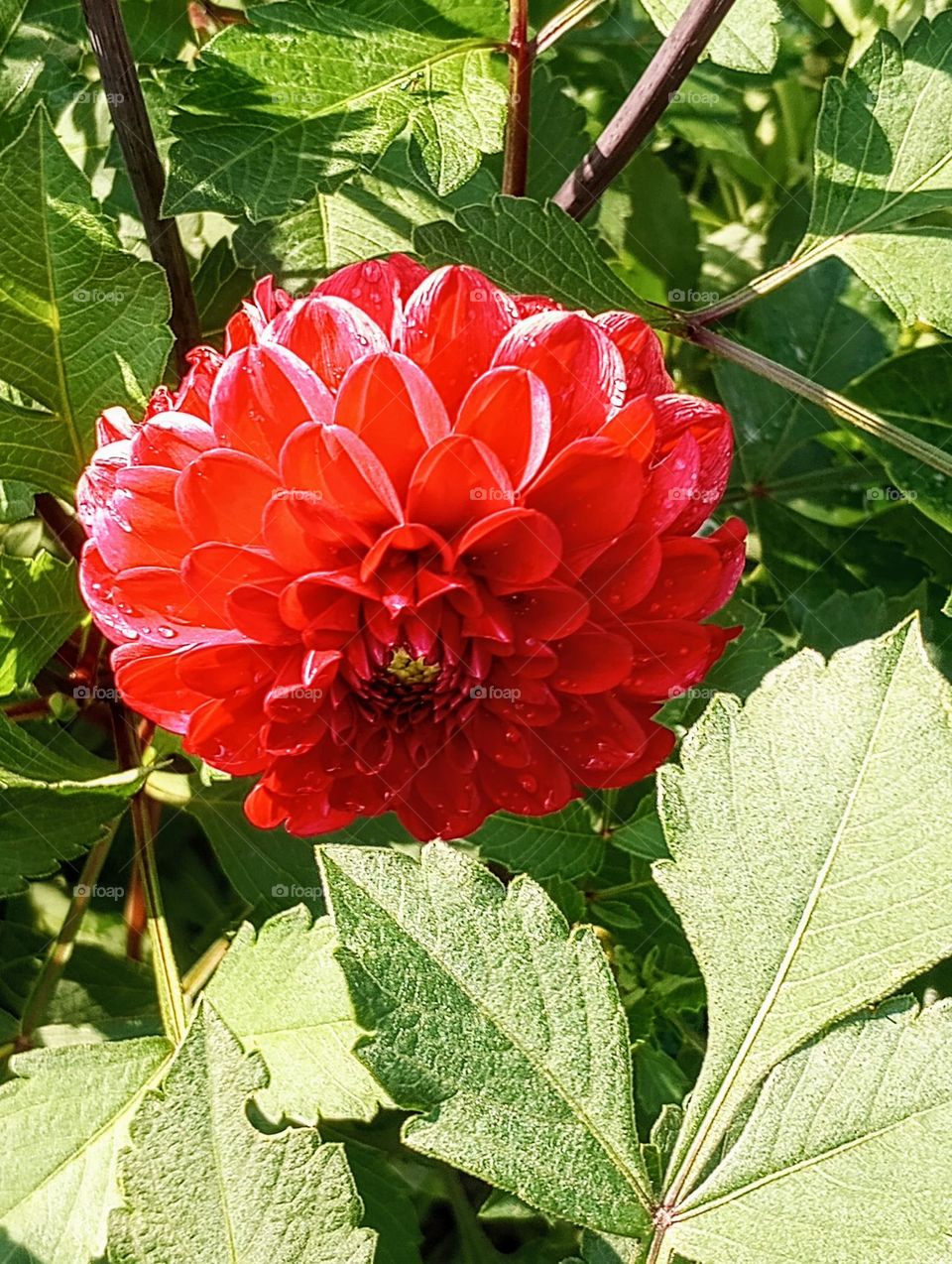 Red Flower with Leaves in Background