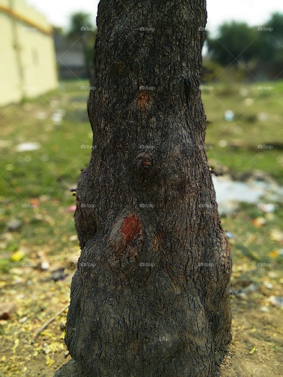 tree Warp close-up