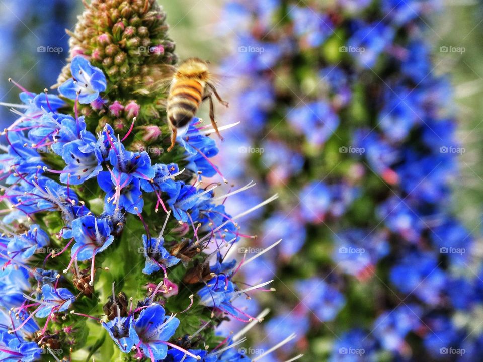 Honeybee Pollinating A Flowe