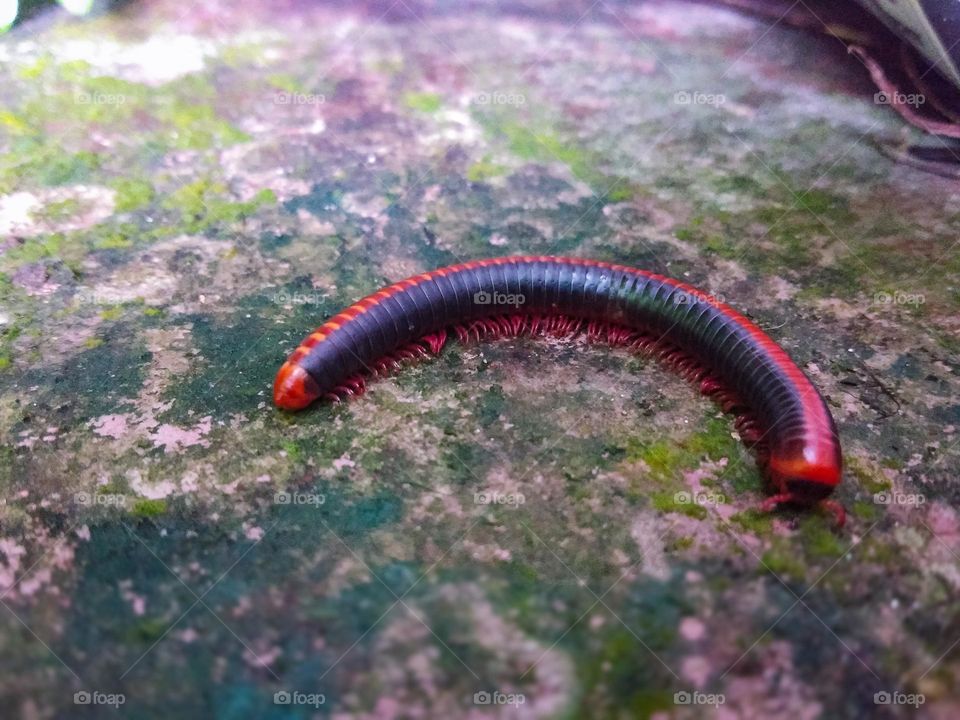 This is a capture of a kind of earth worm.It is walking on the ground and it is black in colour. There is a red colour line in it's back.This is a rare image of this type earth worm.