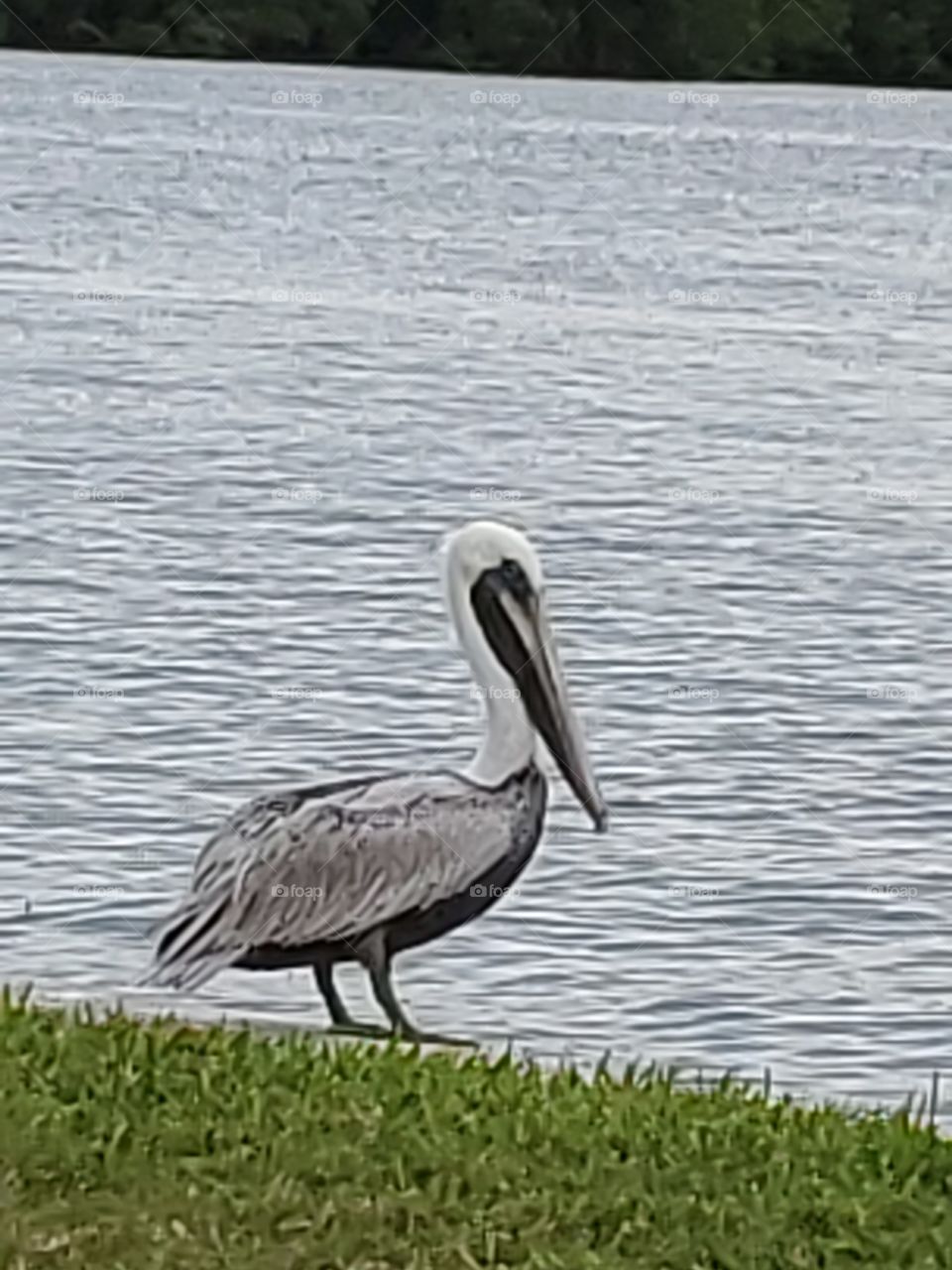 pelican waiting for food