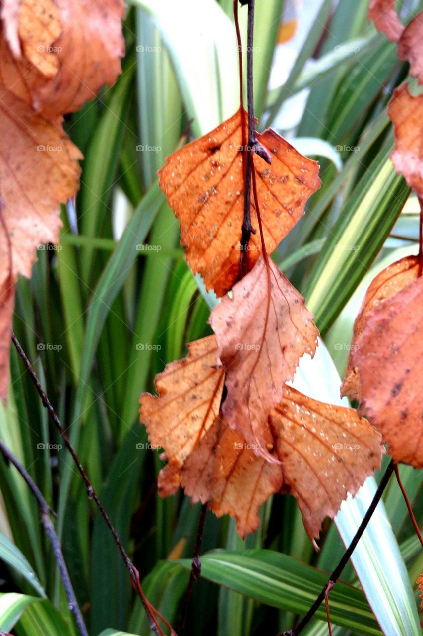 leaves