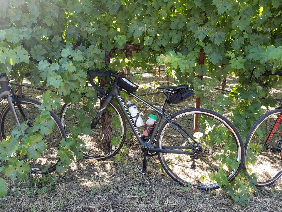 Rest area in the vineyard.