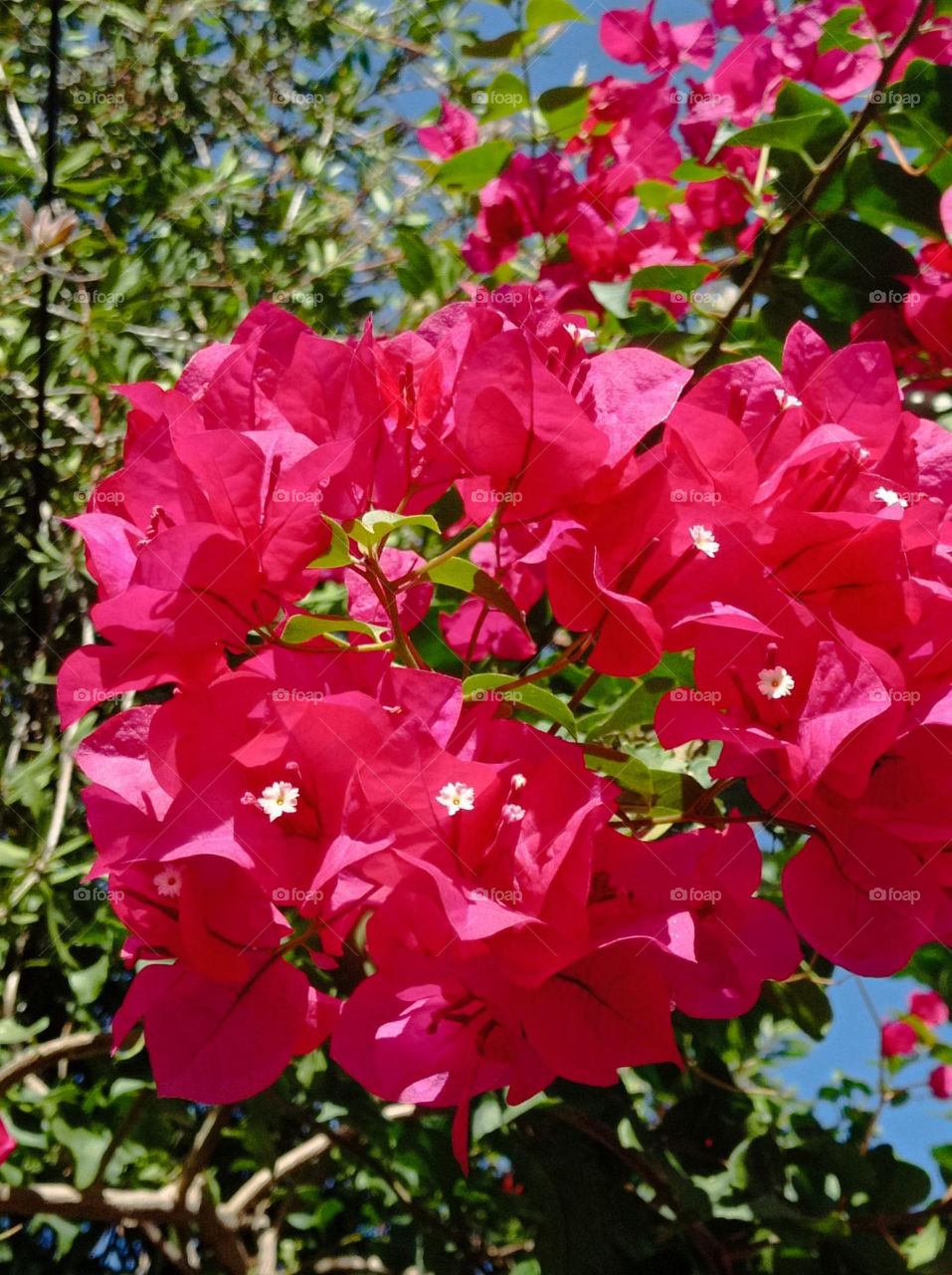 bougainvillea / Primavera / Santa Rita