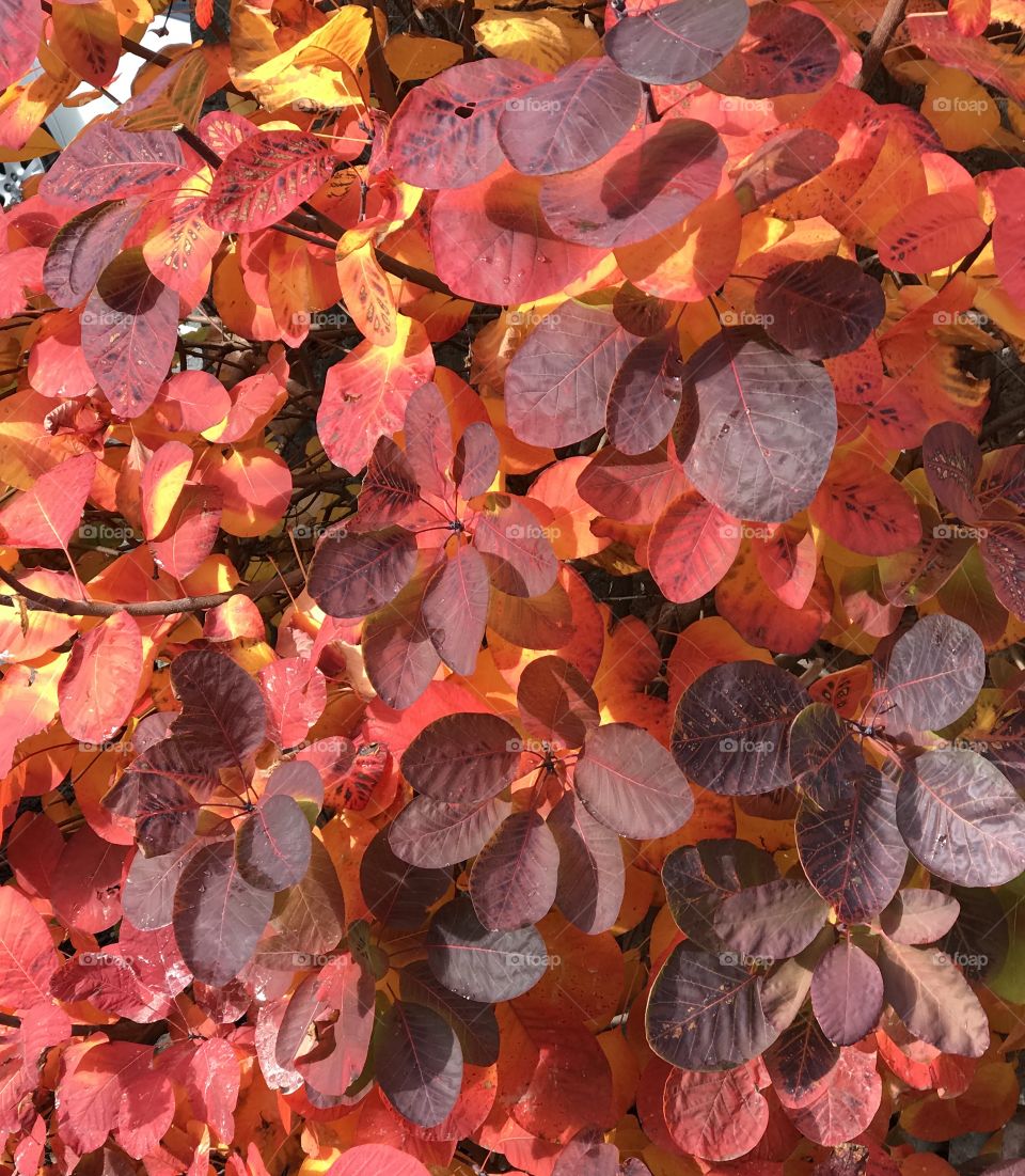 Red leaves 