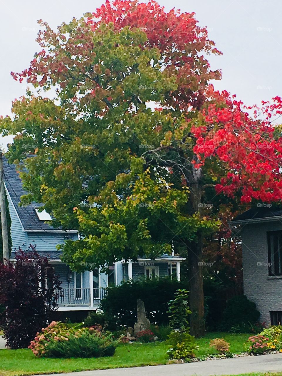 Autumn Tree Beside a House-Septembre 30 2018-Terrebonne, Quebec, Canada 