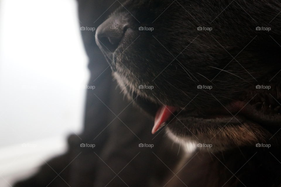 Some time's you need to stick your tongue out 15$