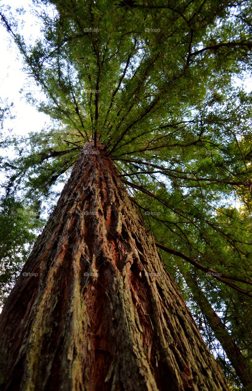 Low angle view of giants redwood