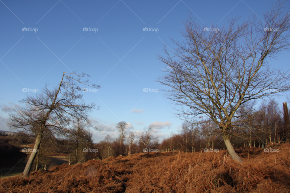 tree trees ferns knole park by zac1