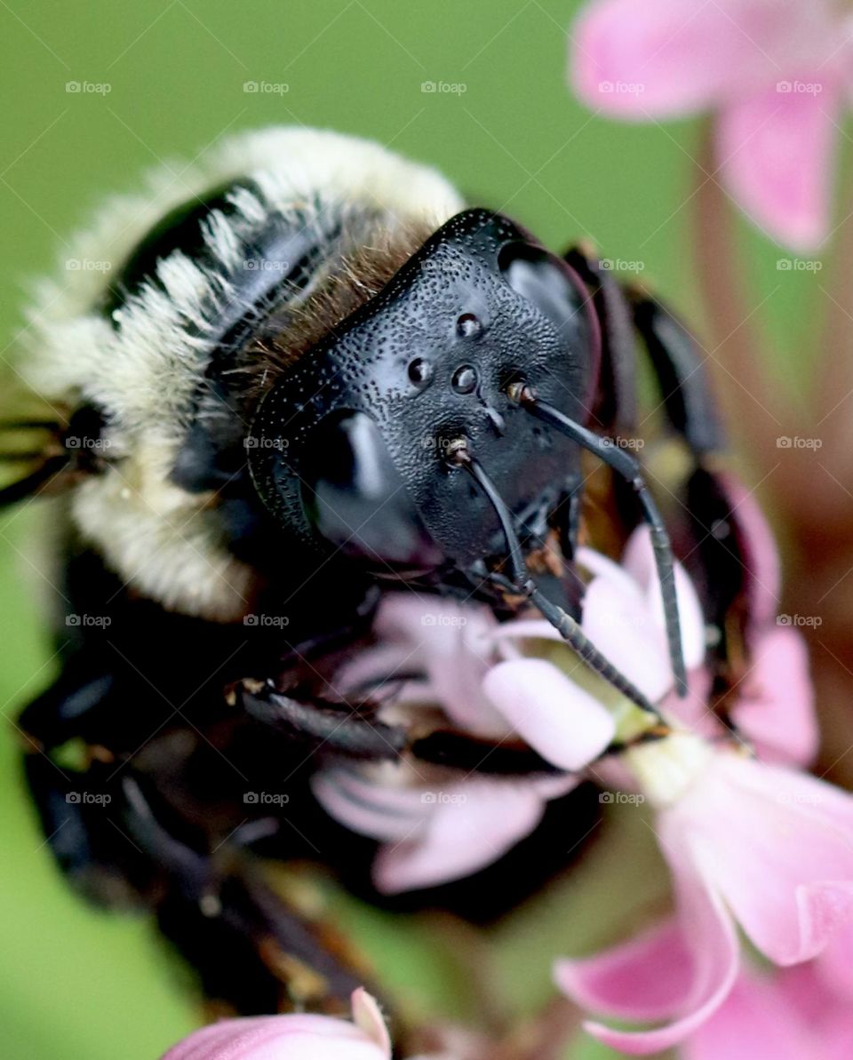 Closeup of a carpenter bee on a milkweed flower