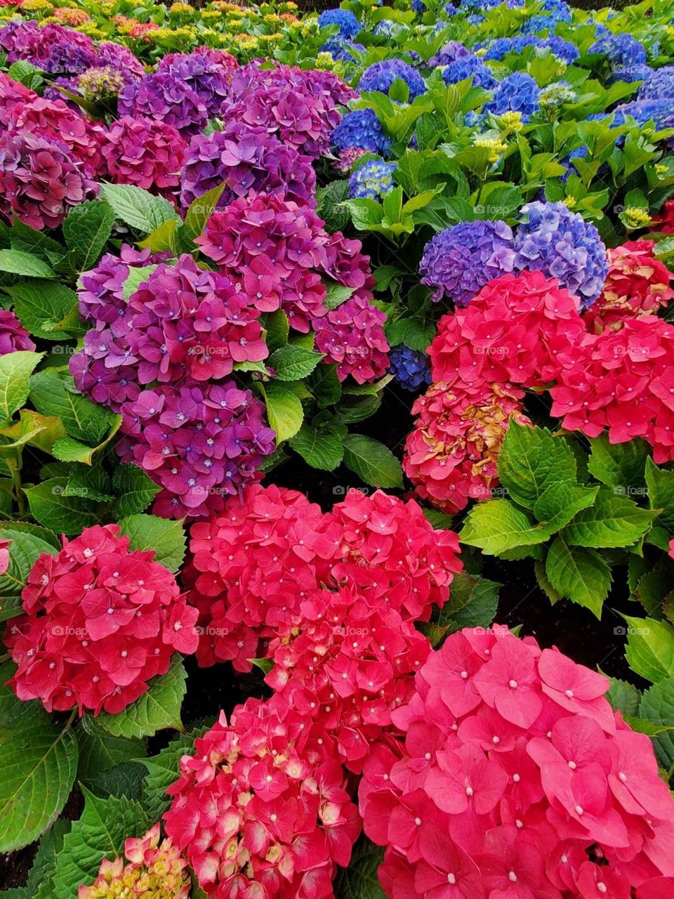 Brightly colored hydrangeas