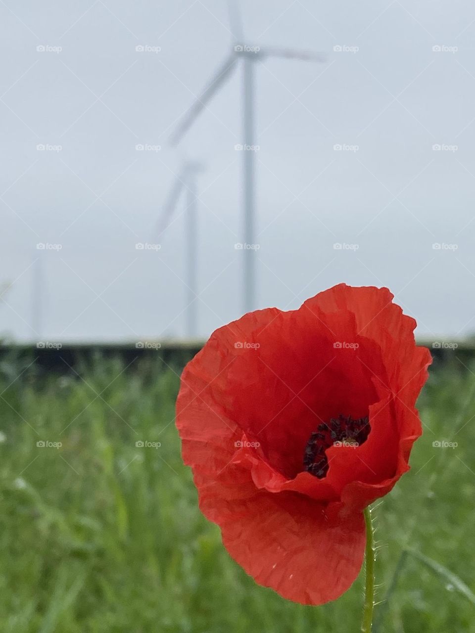 Red flower by windmills