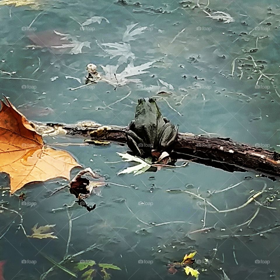 Frog on a log