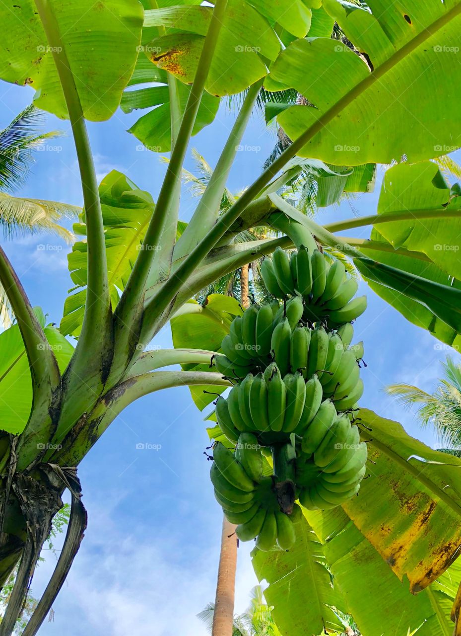 Banana tree with a bunch of bananas