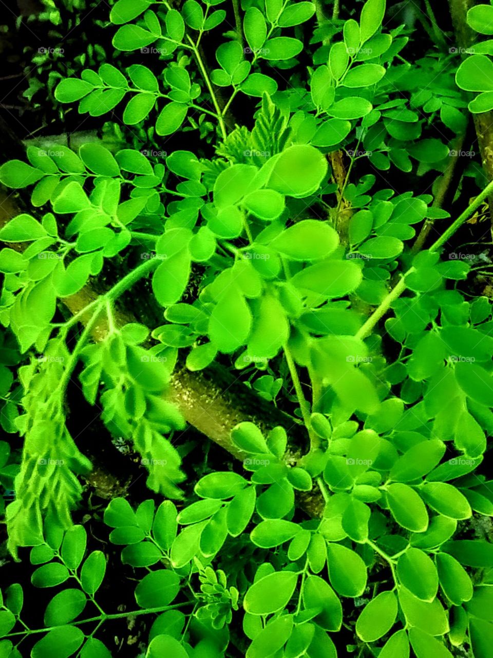 Fresh Green  malunggay leaves at my backyard. They make me feel good at all times when I see them.